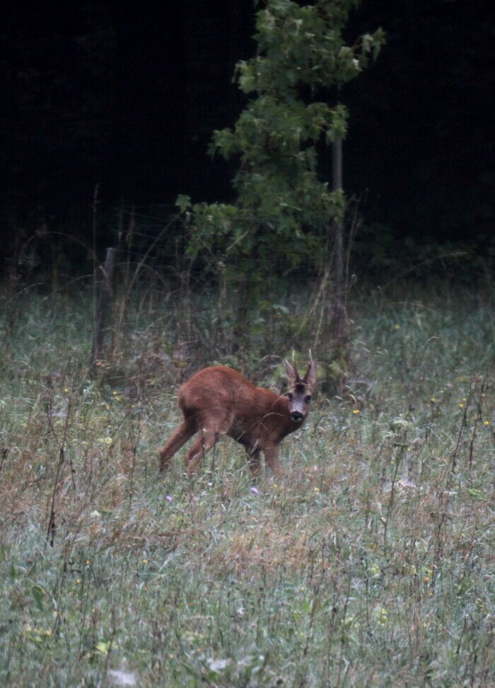 Besuch(Besichtigung) des Parks mit Hinweis der Wohnorte der wilden Tiere (Füchse, Rehe, Iltisse, Eichhörnchen und Vögel)