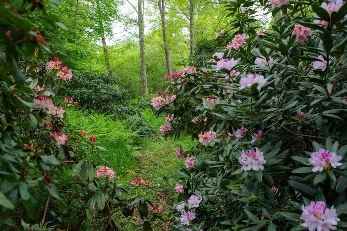 Besuch eines Gartens von 4 ha Arboretum, begleitet von der Besitzerin.