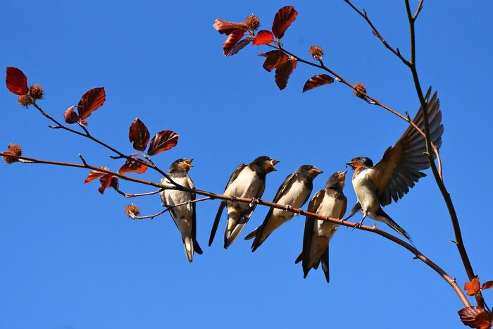 Découvrez quels sont les oiseaux migrateurs qui quittent notre territoire à l'arrivée de l'hiver et reviennent au printemps.