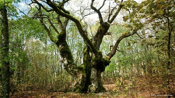 Qu'adviendra-t-il de nos forêts demain ?