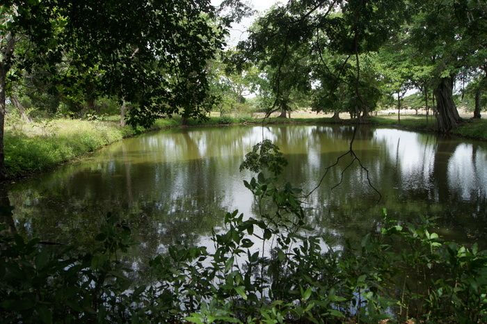 Von Teich zu Teich bietet die Möglichkeit, diese Naturräume in der Landschaft Moulienne zu entdecken. Die Tümpel, ob natürlich oder gegraben, haben die Erwartungen der Popu...