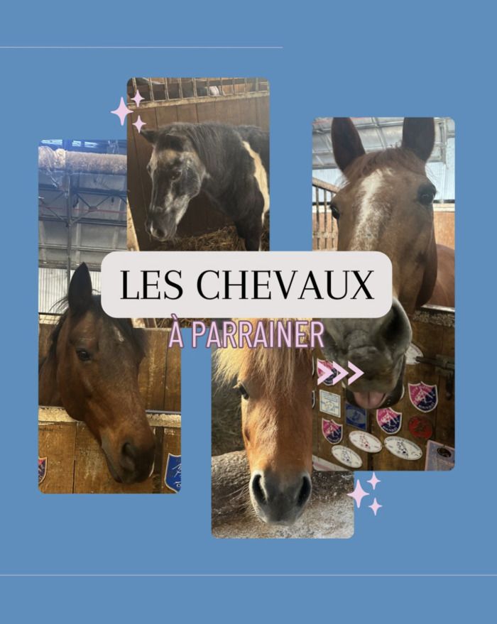 Le parrainage permet aux chevaux inactifs d'avoir une belle vie !Les poulains et retraités du club hippique du Bousquet ont tous une histoire particulière et n'attendent que vous !