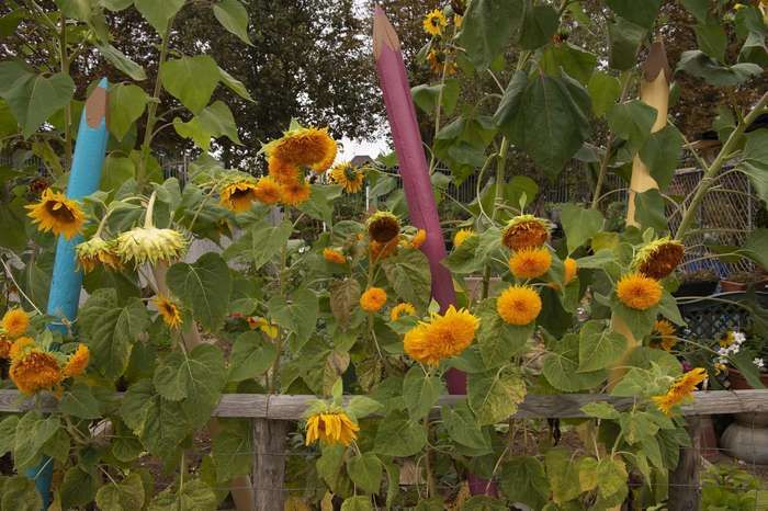 Venez découvrir l’agriculture urbaine sur la Promenade des Hauteurs.