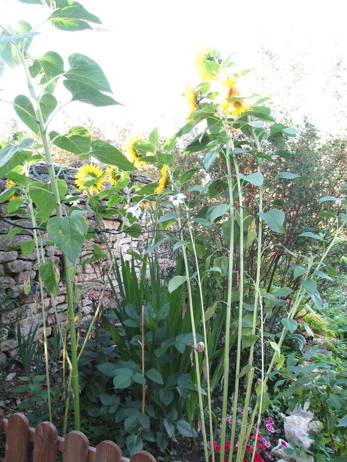 Besuchen Sie anlässlich der «Rendez-vous aux jardins 2024» diesen «kleinen Punk-Garten». Generationenübergreifende Treffen mit den Dorfältesten finden das ganze Wochenende über statt.