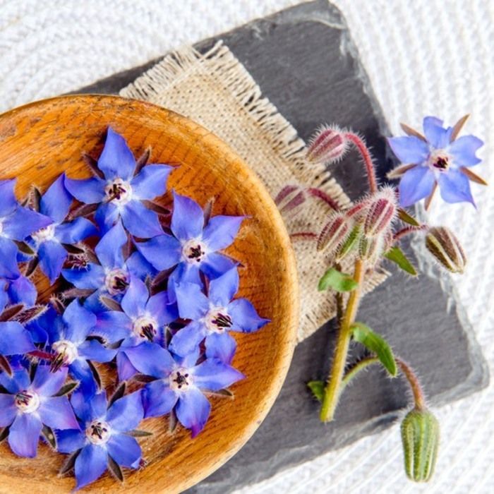 Allez à la rencontre des fleurs sauvages comestibles.