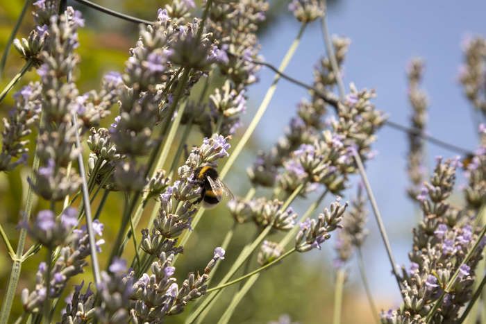 Venez découvrir les abeilles de la Promenade des Hauteurs !