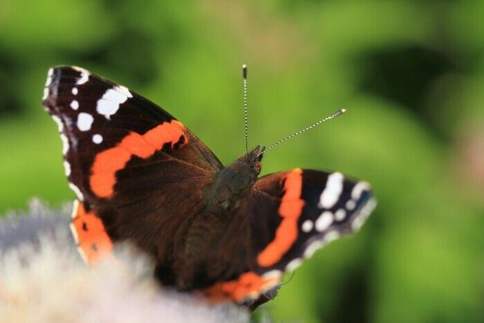 Entdecken Sie die Vielfalt der Schmetterlinge und lernen Sie, sie nach Hause zu locken. Mit ein paar einfachen Anpassungen tragen Sie zur Rückkehr der Schmetterlinge in Ihren Garten bei.