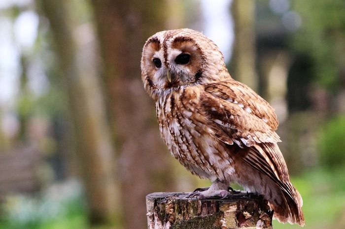 De la tête à la plume, ils nous effraient, nous fascinent. Petites et grandes histoires autour des rapaces diurnes et nocturnes.