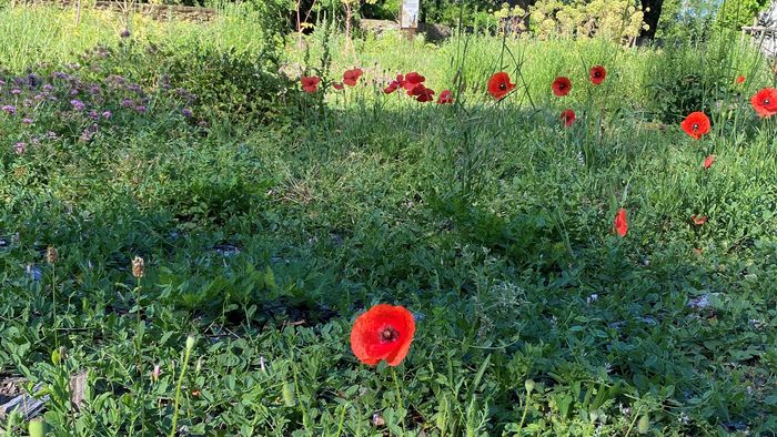 Lassen Sie sich mit dieser einzigartigen Workshop-Tour von den echten und imaginären Gerüchen der Natur leiten! 45 Minuten, um die grünen Wandteppiche von Dom Robert mit Ihrem Geruchssinn und Pr...