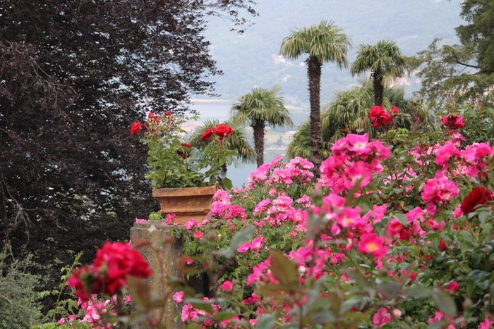 Discovering the history and plants of the garden of Villa Bertarelli