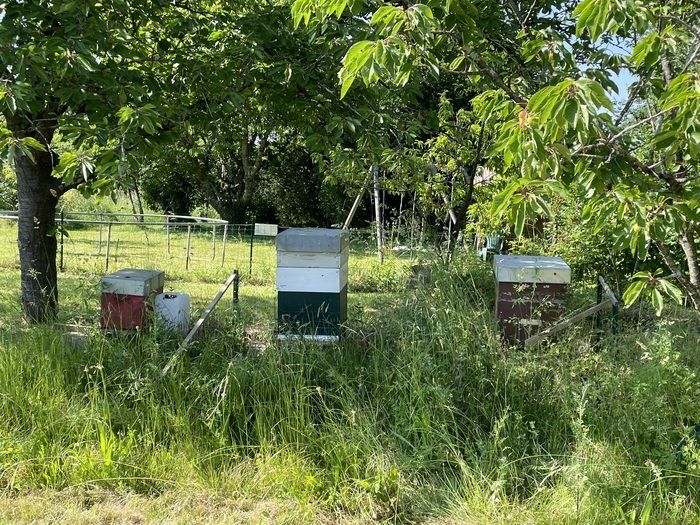 Es ist ein pädagogischer Garten, in dem man Haus- und Wildbienen besser kennenlernen kann.