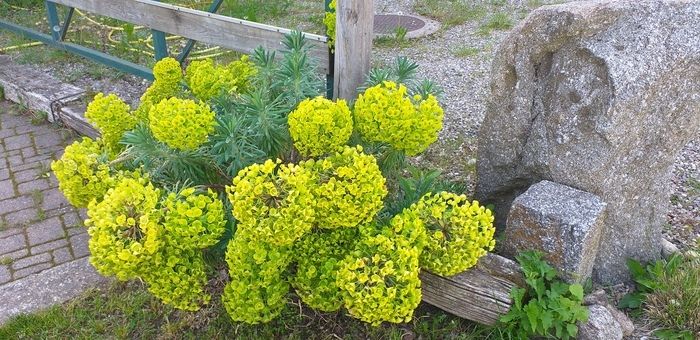 Die «offenen Gärten» sollen ein Moment des Austauschs, eine Zeit des Verbindens sein. Gärten öffnen sich für uns, Nachbarn, Blumenliebhaber, erfahrene Gärtner oder Passanten eines Tages...