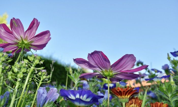 Naturnaher Garten im milden Weinbauklima im Süden der Pfalz nahe der elsässischen Grenze.