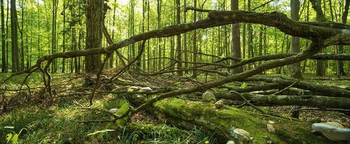 Et si on plantait une forêt primaire ?