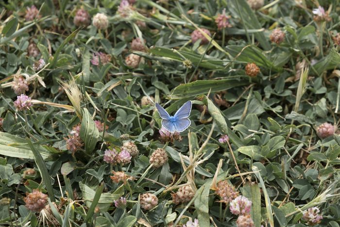 BALADE / Libellules, papillons, volucelles... nez au vent prenons de la hauteur aux abords des mares ou dans les hautes herbes à la découverte des insectes volants.