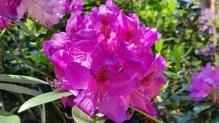 Fünf Sinne im Arboretum Jeli - geführte Wanderung auf dem barrierefreien Lehrpfad. Am 31\. Mai 2024 um 10:00 Uhr erhalten Besucher, die eine Eintrittskarte gekauft haben, eine KOSTENLOSE Führung, der…