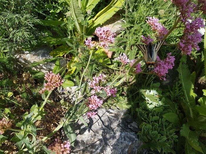 Entdecken oder entdecken Sie den Garten des Gouverneurs mit einem anderen Blick. Anne Merry, Heilpraktikerin, begleitet Sie zu einem Spaziergang rund um die Pflanzen dieser Ecke der Natur. Eigenschaft