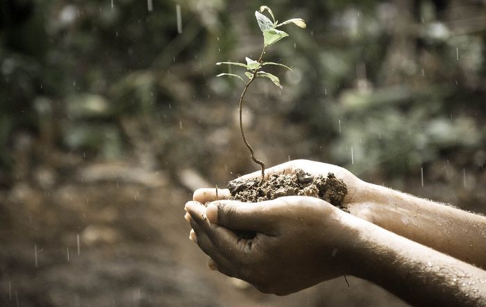 Qu'est-ce qu'une plante, qu'est ce que les végétaux ? Comment vivent-ils ? L'association Les Petits Débrouillards propose des expériences autour de la capillarité, de la chromatographie, et de la...