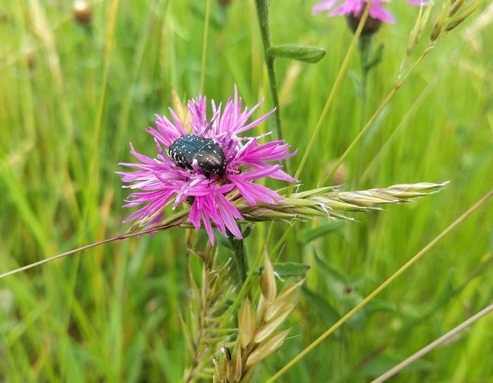 Entdecken Sie anlässlich der Termine in den Gärten die sanfte Gartenbewirtschaftung oder wie Sie die Biodiversität aufnehmen können. Sie können etwas herstellen, um diese wertvollen Helfer des Gärtner