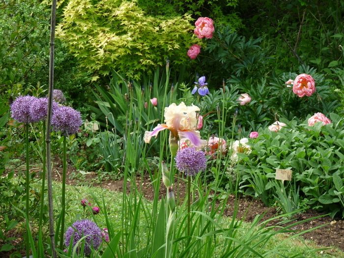 Der Garten Valentine ist den Rosenzüchtern des 19\. Jahrhunderts gewidmet. Anlässlich der «Rendez-vous aux jardins 2024» bietet die Besitzerin um 15 Uhr und um 17 Uhr eine kommentierte Führung während