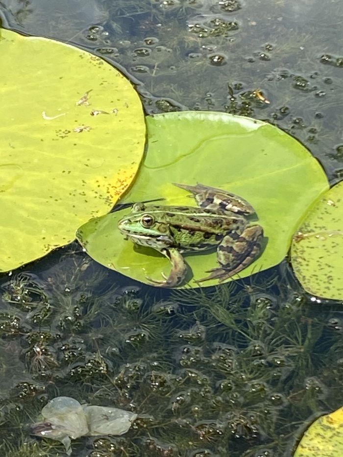 Freier Besuch eines Gartens mit einem Koy-Teich, einem neuen Gemüsegarten, einem Hühnerstall auf einer 200 m2 großen Wiese und einem Gewächshaus.