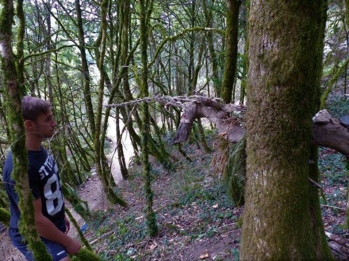 BALADE / Une balade naturaliste et artistique à la découverte des gardiens des arbres.