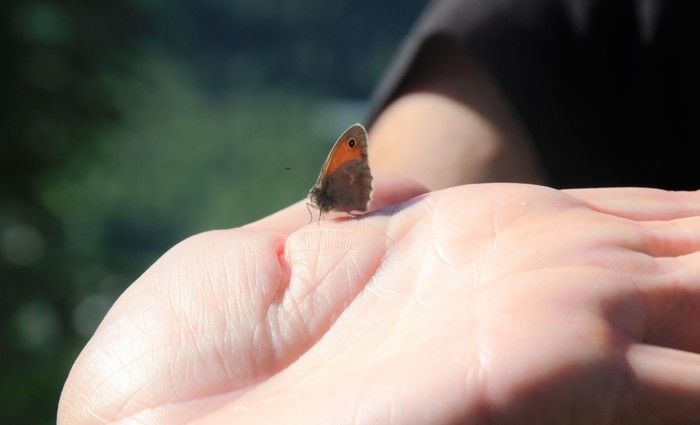 Faciles à appréhender, ces jolis insectes aux ailes colorées sont souvent méconnus, alors qu’ils font pourtant parti de notre quotidien.