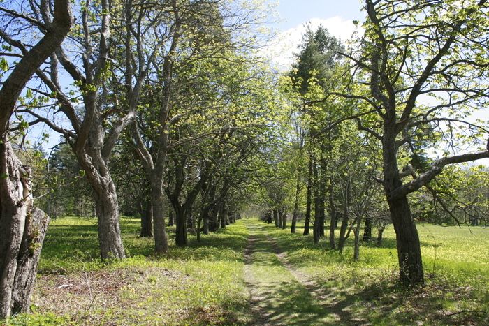 Ein Konzert für Alte Musik kann im Mõntu Park im Rahmen des Rendez-vous-aux-jardins 2024 am Mittag des 1\. Juni genossen werden. Die Musikerin Eva Mitreikina wird auf verschiedenen Musikinstrumenten …