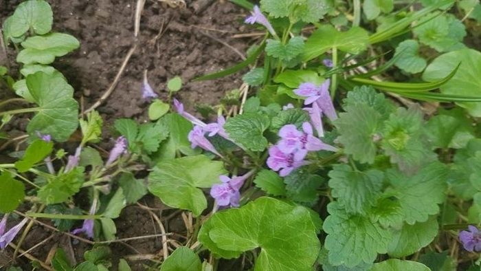 Anlässlich der «Rendez-vous aux jardins 2024» begeben Sie sich auf die Suche nach essbaren, medizinischen und giftigen Wildpflanzen, die zu Beginn des Sommers im Schlosspark zu finden sind...