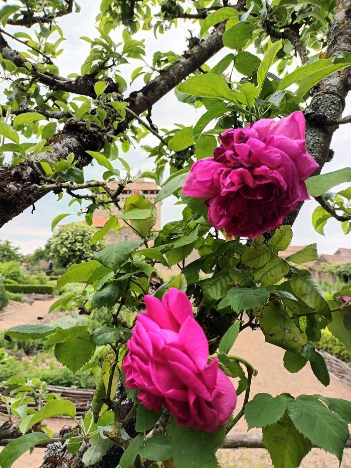 Blumenwettbewerb zum Thema der fünf Sinne.