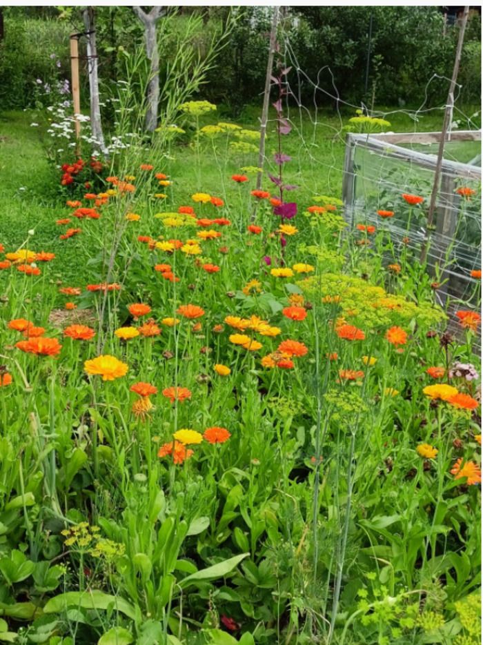 Der Garten nach Ďurkovec befindet sich in der schönen Umarmung der Bukovské vrchy Bergkette im Poloniny Nationalpark. Im Garten folgen wir den Prinzipien der Permakultur und versuchen, alle Pflanzen …