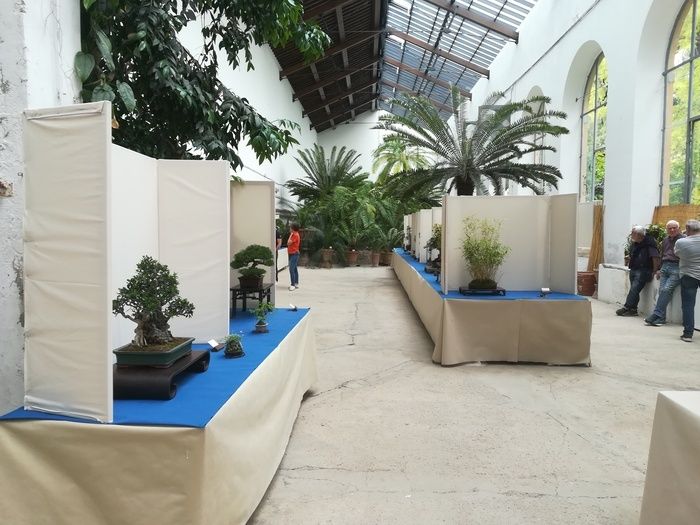 The exhibition, now in its second edition, is curated by the associations "Dendrobium & Fuukiran" and "A.T.A.B.S. - Associazione Toscana Amatori Bonsai e Suiseki" with the support of technical...