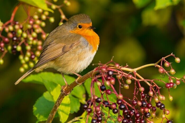 Infolge der Unwetterwarnung des DWD kurzfristig abgesagt: Vogelstimmenführung zu früher Stunde und anschließendes gemeinsames Frühstück im Kastaniengarten des Botanischen Gartens.