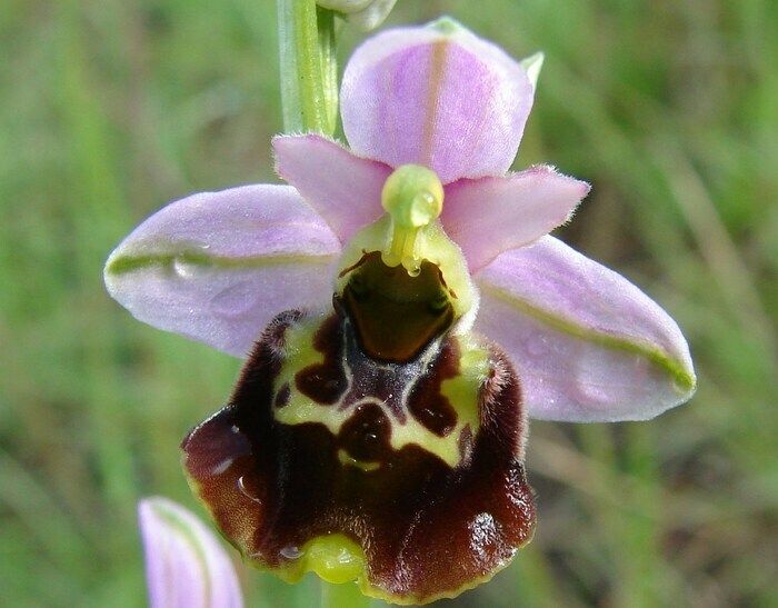 Die Vielfalt der Biotope des Massivs begünstigt die Entwicklung einer großen Vielfalt von Wildorchideen. Trockene Rasenflächen, Feuchtgebiete, rund vierzig Arten von Ophrys, Orchis... ...