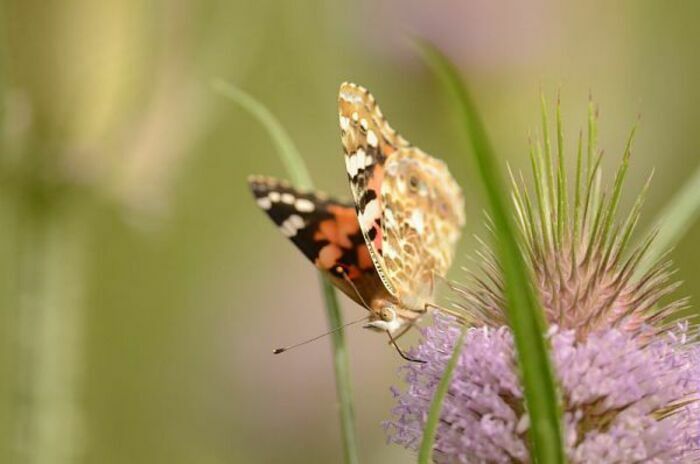 Accompanied by the animators of Nord Nature Environnement, discover the winged animals that inhabit the Prés du Hem.