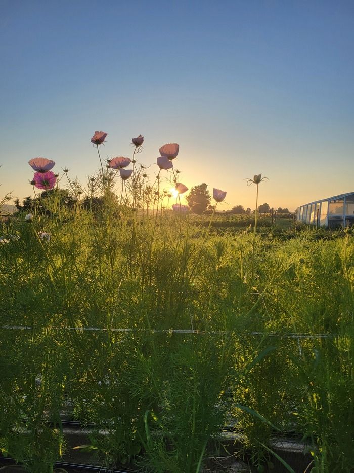 Willkommen auf dem Bauernhof der süßen Momente, einem Blumenbauernhof in Auterive, wo ich mit Leidenschaft und Respekt für das Leben, die lokalen und saisonalen Blumen kultiviere.