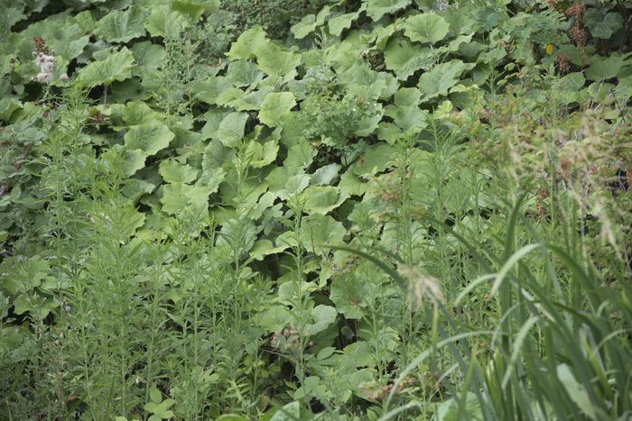 BALADE / Le temps d’une après-midi, partez à la découverte du monde discret des insectes, araignées et apparentés qui se cachent dans le Parc des Guillaumes.