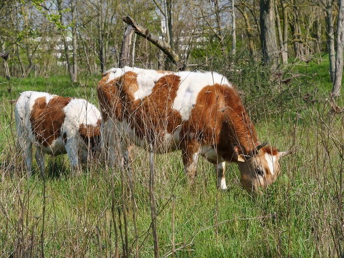 BALADE / Une animation au parc des Beaumonts autour des animaux d’écopâturages