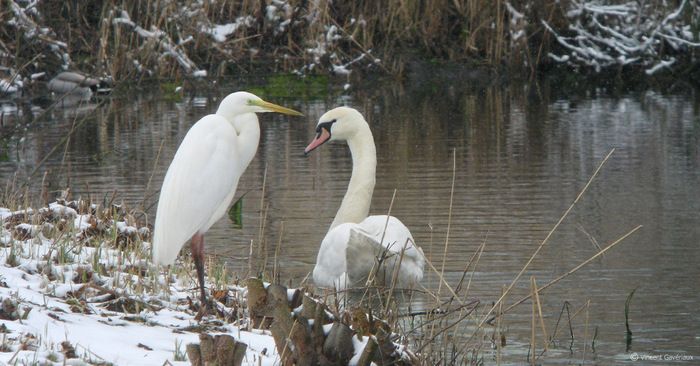 Que peut-on observer dans notre région au fil des saisons ? Quel est cet oiseau que j'ai vu dans mon jardin ? C'est lors de cette rencontre que vous le découvrirez !