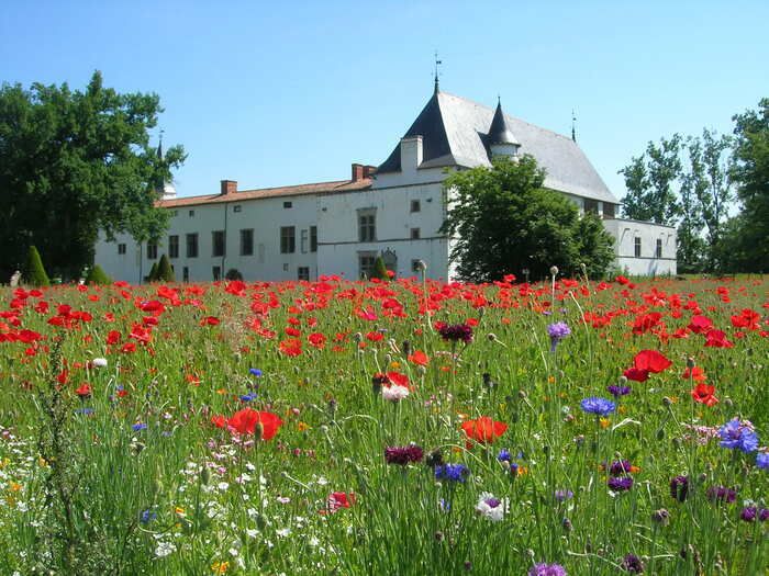 Komm, spiel Botaniker und mach ein Herbarium. Du wirst die in den Renaissance-Gärten angebauten Pflanzen entdecken und deine eigene Sammlung erstellen.