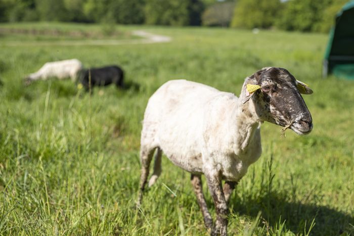 Découverte des moutons