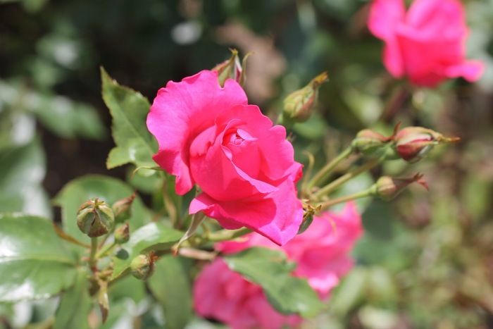 Der Rosengarten steht in voller Blüte und die Galerie am Palmenhaus verwandelt sich in eine paradiesische blühende und duftende Landschaft aus kunstvollen Beeten.