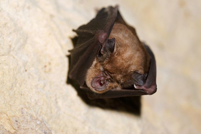 Chauve-souris