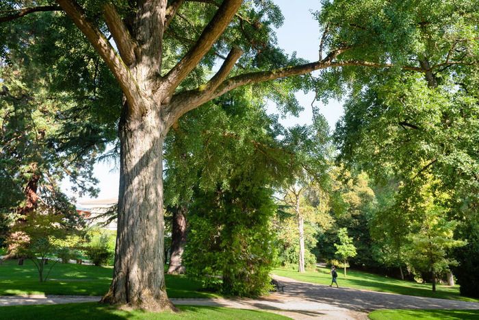 Besuchen Sie den Jardin des Plantes, wie Sie ihn noch nie gesehen haben. Entdecken Sie die Geschichte des Parks, sein Pflanzen- und Baumerbe sowie die Kulissen der Grünflächen im Kompass...