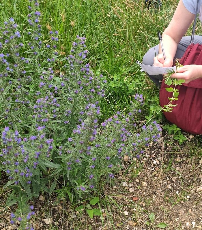 BALADE / Initiation à la botanique et reconnaissance des plantes