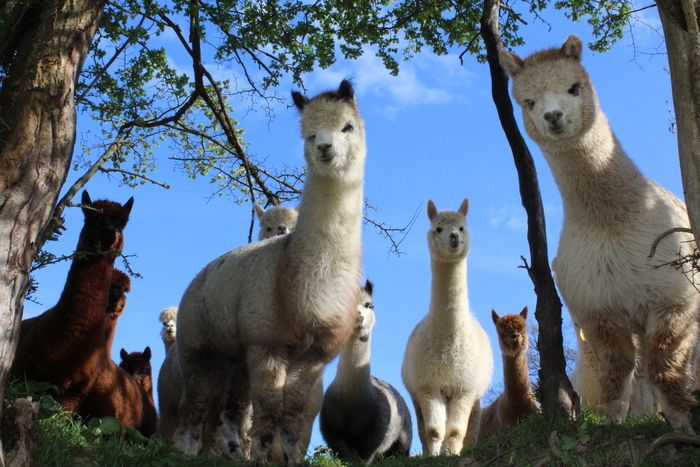 In Brisane züchteten Emmanuelle und ihr Mann etwa sechshundert Schafe und hundert Angora-Ziegen (Mohair aus Maine).