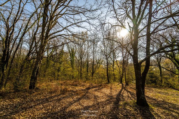 Parc des Jalles - Balade-découverte « la nature en hiver » animée par l'Ecosite du Bourgailh