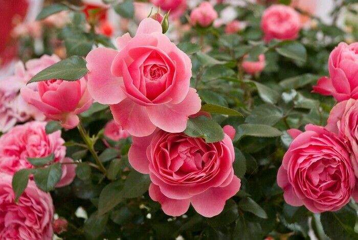 Kommen Sie mit auf einen literarischen Spaziergang durch den malerischen botanischen Garten Augsburgs