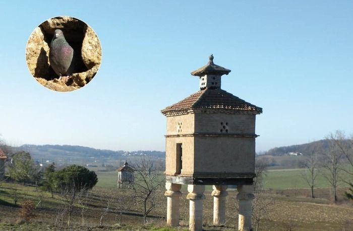 Découvrez une des richesses patrimoniales et architecturales de notre région : les pigeonniers.