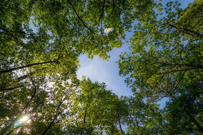 Parc des Jalles - Atelier « Forêt des tout-petits » pour les enfants de 1 à 3 ans animé par Cistude Nature